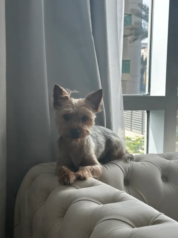 Stitch, Wilmersdorf