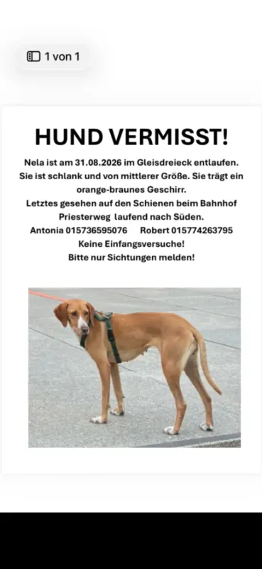 Nela, Tempelhof