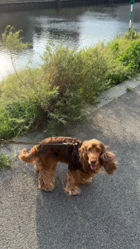 Albie, Westend