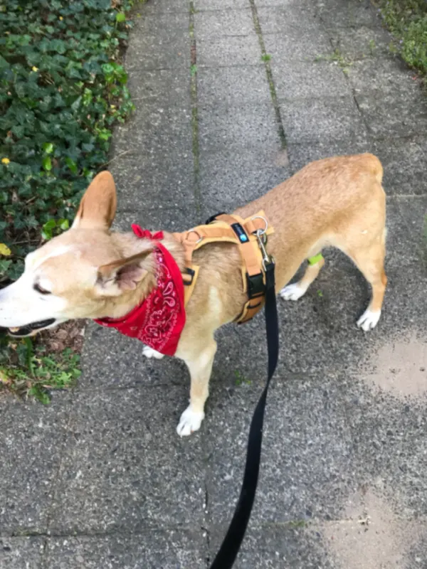 Freddy, Moabit