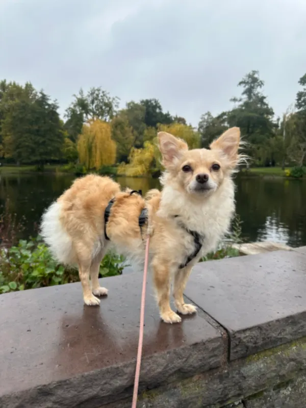 Mochi, Wilhelmstadt