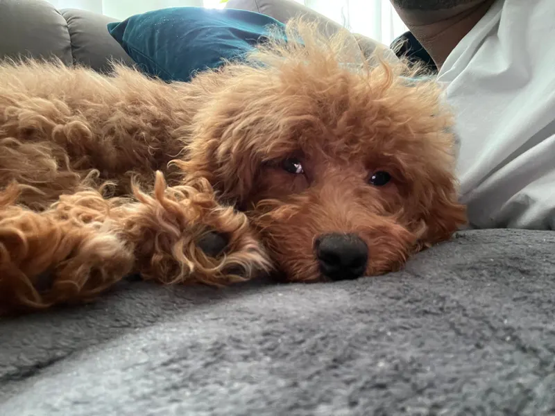 Charlie, Marienfelde
