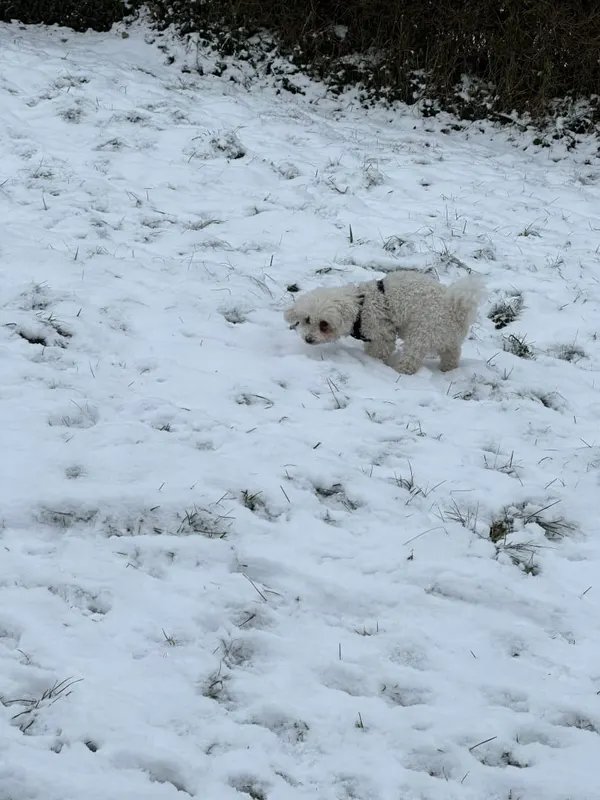 Daisy, Märkisches Viertel