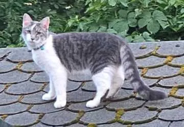 Findus, Lübeck