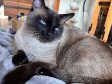 Smocky, Seevetal