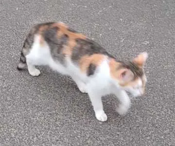 Lilly, Gelnhausen