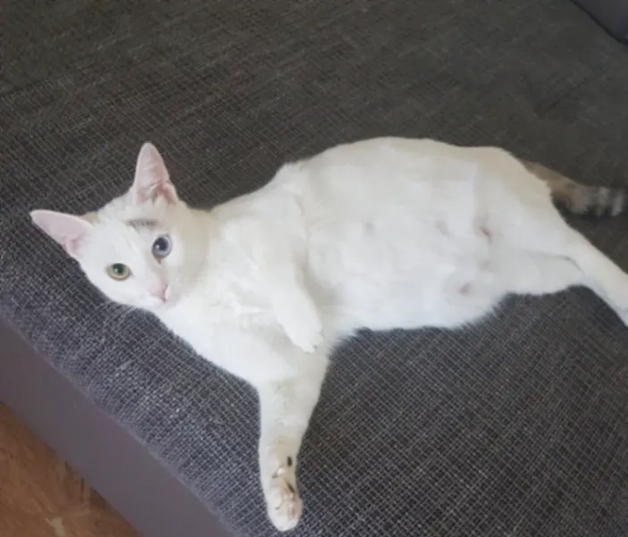 Melek, Meiderich