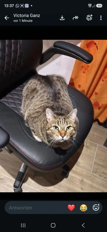 Bella., Hochfeld