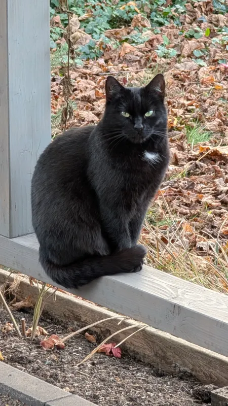 Penny, Dinslaken