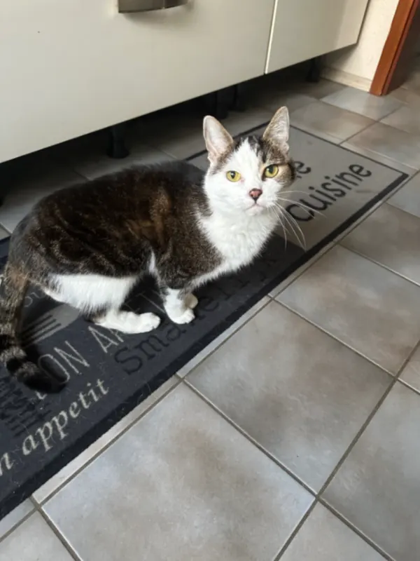 Kitty, Dinslaken