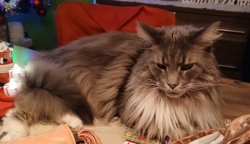 Robin Maine Coon Kater, Meiderich