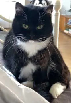 Oreo, Osnabrück