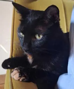 Mango, Estorf