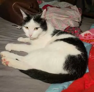Kiki, Kritzow