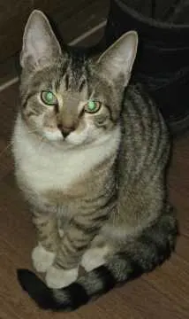 Leo, Schönebeck (Elbe)