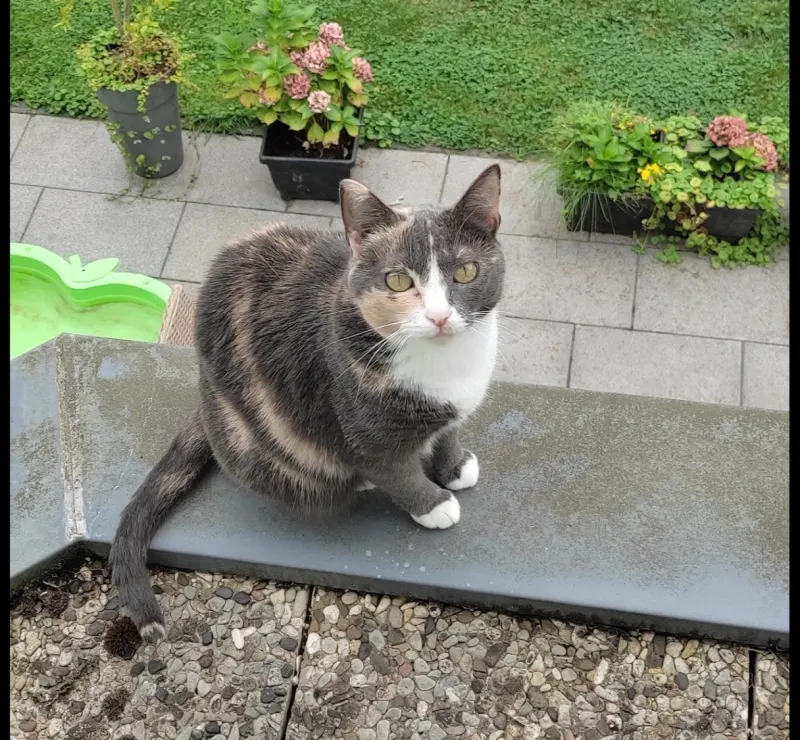 Kitty, Siegburg