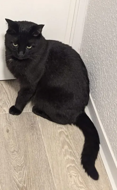 Loki, Wittenberg