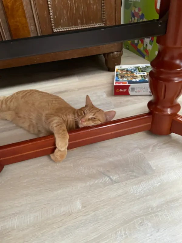 Jerry, Wittenberg