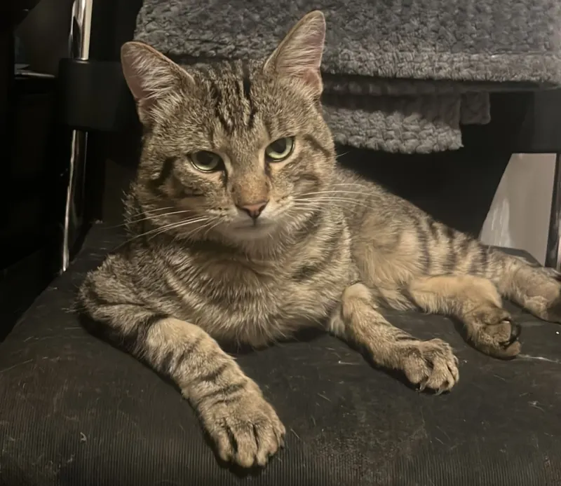 Kitty, Dietzenbach