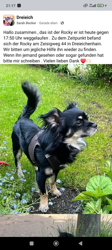 Rocky, Dreieich
