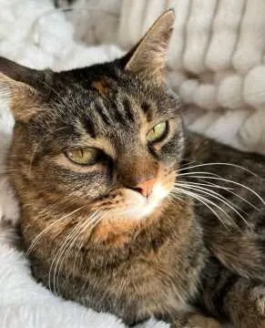 Peppy, Drensteinfurt