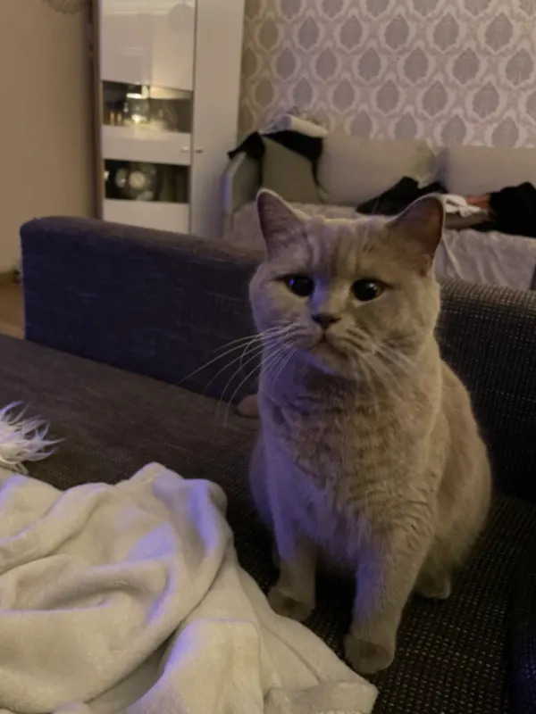 Nala, Vechta