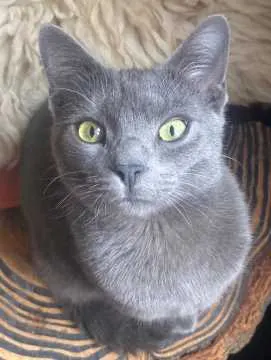 Benji, Gunzenhausen