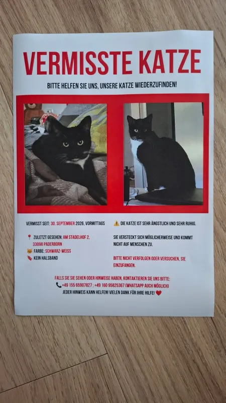 Кошка, Paderborn