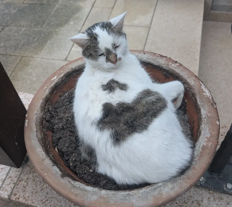 Mika, Hövelhof