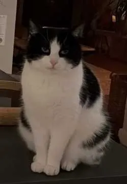 Ellie, Heide