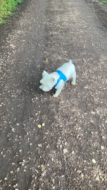 Snoopy, Nieder-Ingelheim
