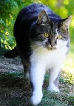 Kovu, Glauchau