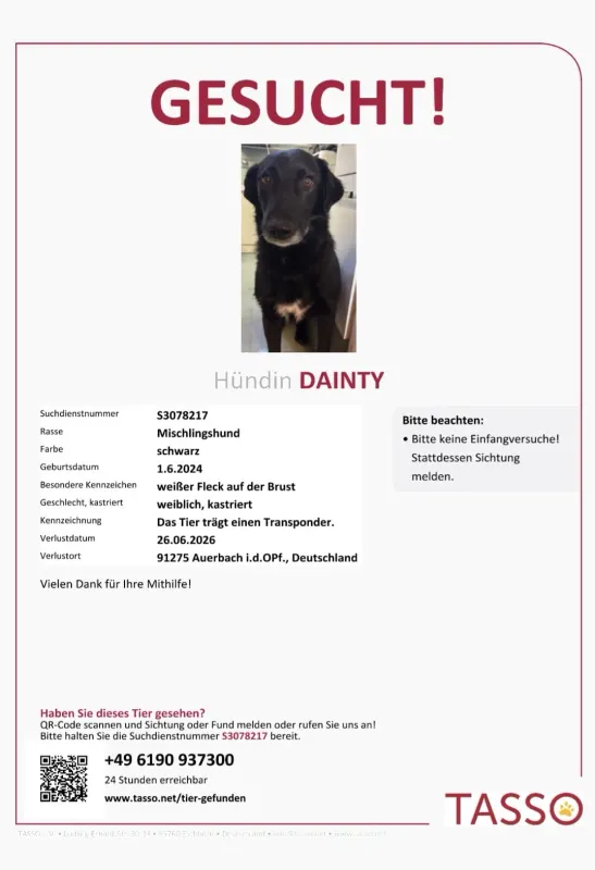 Dainty, Bayreuth