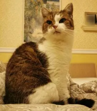 Mew, Bornheim