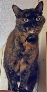 Lola, Ebhausen