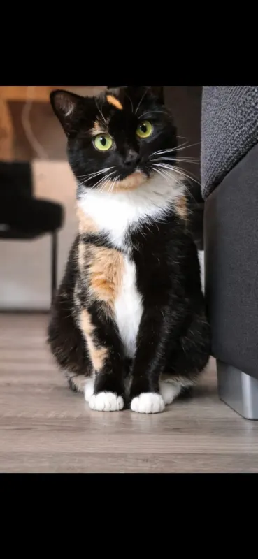Cookie, Achim