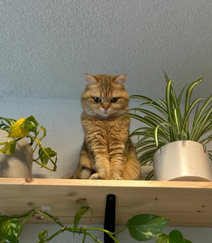 Lotte, Achim