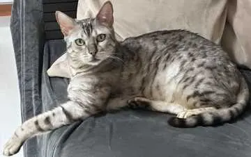 Abby, Lehrte