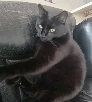 Ares, Reinbek