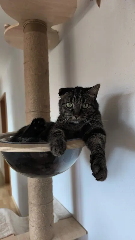 Sammy, Singen