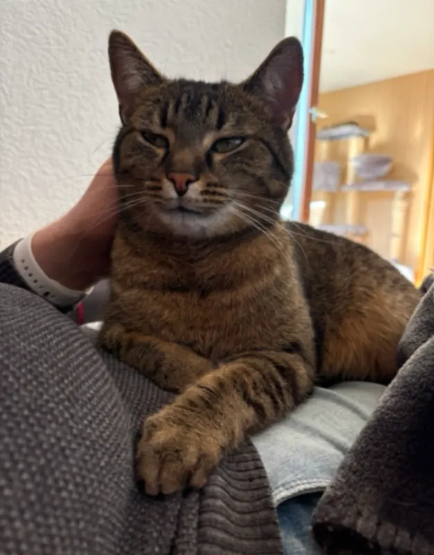 Tiggi, Baiersbronn