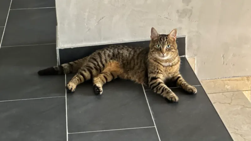 Kiwi, Büren