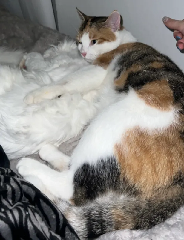 Bella, Büren