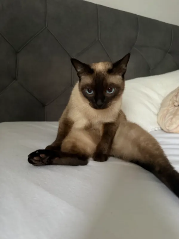 Minka, Lahr