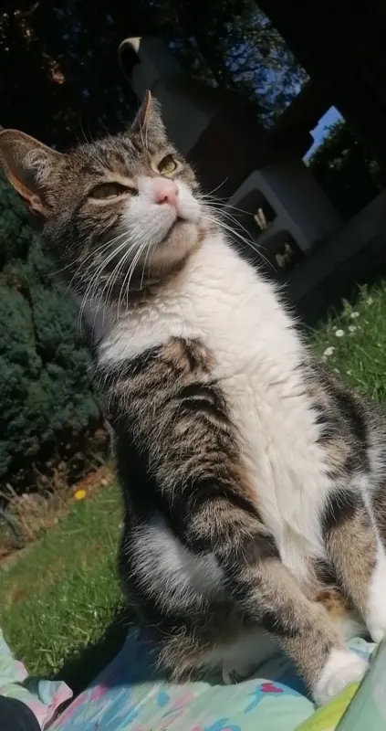 Tommy, Groß-Umstadt
