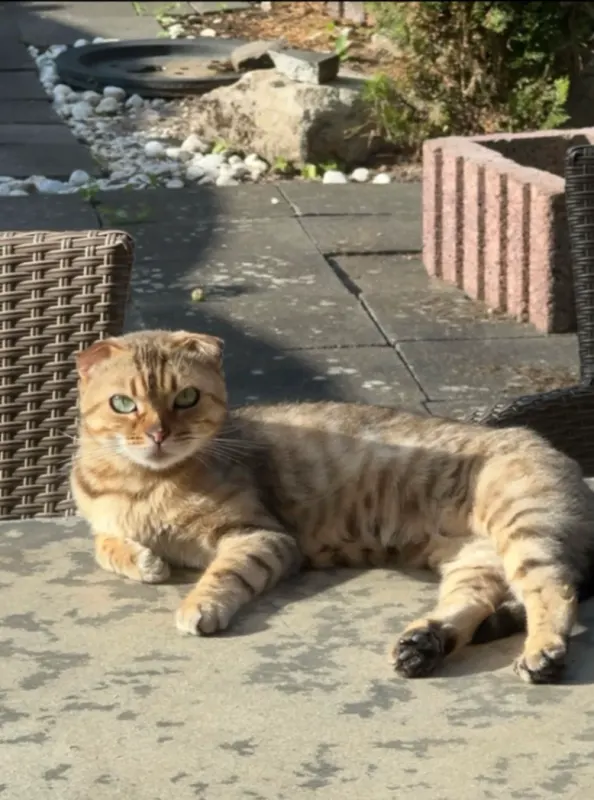 Pamuk, Kerpen