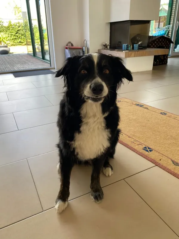 Balu, Kerpen
