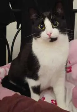 Nala, Stuhr