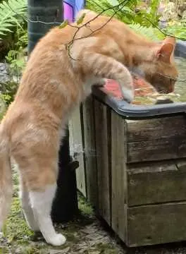 Tigger, Hamburg