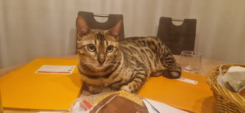 Leo, Bad Kreuznach